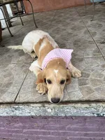 Love , a female French Brittany and Golden Retriever for sale in Los Angeles, CA – 6 of 10