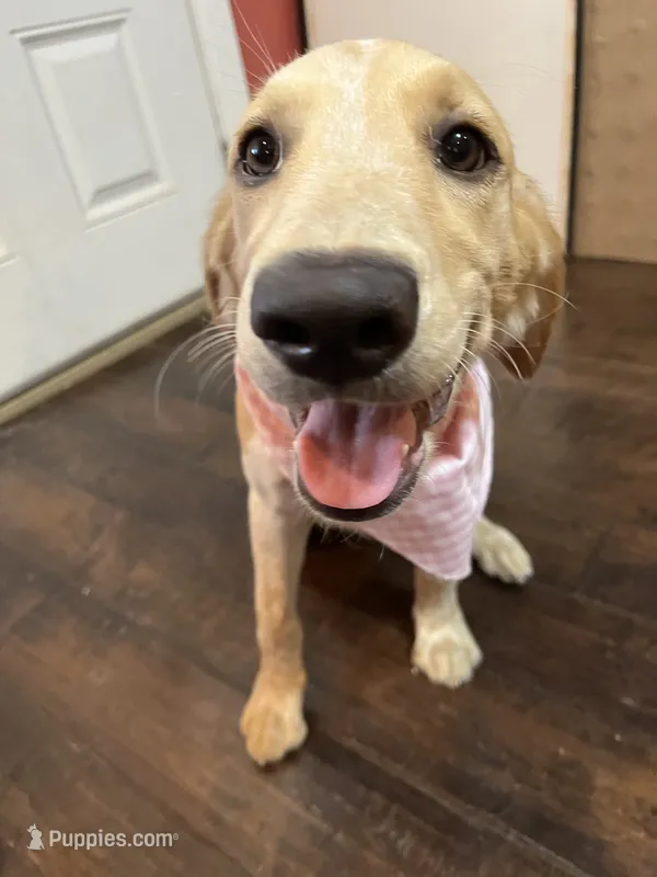 Love  – French Brittany, Golden Retriever puppy for sale in Los Angeles, CA