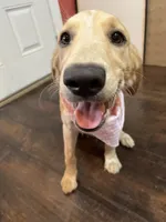 Love , a female French Brittany and Golden Retriever for sale in Los Angeles, CA – 1 of 10
