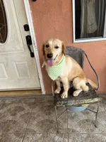 Candy, a female French Brittany and Golden Retriever for sale in Los Angeles, CA – 2 of 5