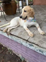 Princess , a female French Brittany and Golden Retriever for sale in Los Angeles, CA – 9 of 10