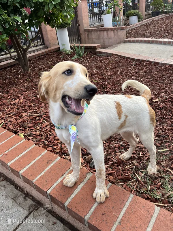 Princess  – French Brittany, Golden Retriever puppy for sale in Los Angeles, CA