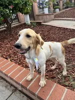 Princess , a female French Brittany and Golden Retriever for sale in Los Angeles, CA – 2 of 10