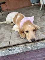 Love , a female French Brittany and Golden Retriever for sale in Los Angeles, CA – 10 of 10