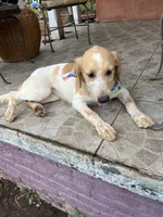 Princess , a female French Brittany and Golden Retriever for sale in Los Angeles, CA – 4 of 10