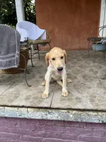 Love , a female French Brittany and Golden Retriever for sale in Los Angeles, CA – 5 of 10