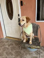 Candy, a female French Brittany and Golden Retriever for sale in Los Angeles, CA – 3 of 5