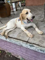 Princess , a female French Brittany and Golden Retriever for sale in Los Angeles, CA – 7 of 10