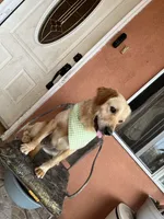 Candy, a female French Brittany and Golden Retriever for sale in Los Angeles, CA – 4 of 5
