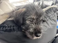 Aaiza , a female Standard Schnauzer for sale in Charlotte, NC – Photo 1 of 3