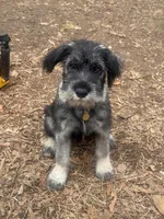 Aaiza , a female Standard Schnauzer for sale in Charlotte, NC – Photo 3 of 3