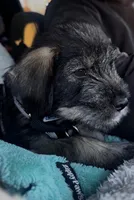 Aaiza , a female Standard Schnauzer for sale in Charlotte, NC – Photo 2 of 3