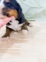 Crappie , a male Bernese Mountain Dog for sale in Lake Lillian, MN – 2 of 2