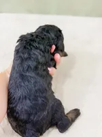 Charming , a male Bernedoodle for sale in Lake Lillian, MN – 2 of 3