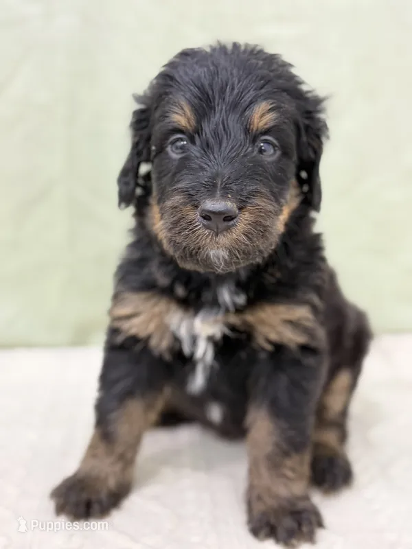 Philip  – Bernedoodle puppy for sale in Lake Lillian, MN