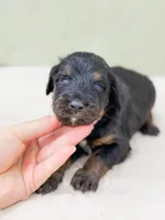 Charming , a male Bernedoodle for sale in Lake Lillian, MN – 1 of 3