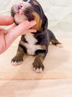 Northern , a male Bernese Mountain Dog for sale in Lake Lillian, MN – 2 of 2