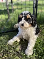 Asher, a male Cavapoo for sale in Lake Lillian, MN – 1 of 6