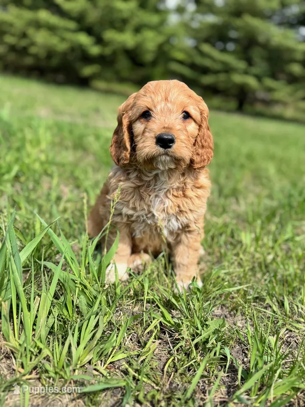 Fern – Cavapoo puppy for sale in Lake Lillian, MN