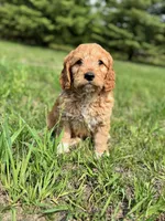 Fern, a male Cavapoo for sale in Lake Lillian, MN – 1 of 1