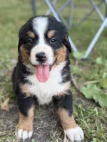 Perch , a male Bernese Mountain Dog for sale in Lake Lillian, MN – 1 of 4