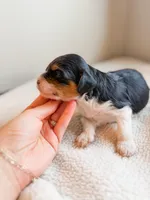 Birch, a male Cavapoo for sale in Lake Lillian, MN – Photo 3 of 3