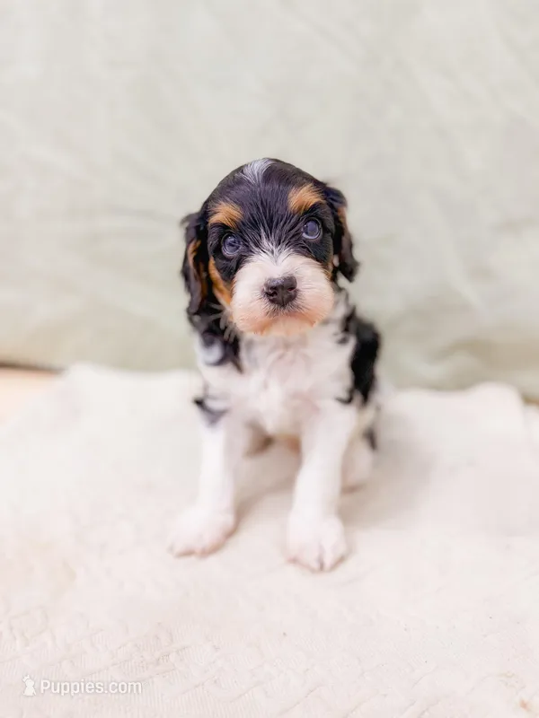 Birch – Cavapoo puppy for sale in Lake Lillian, MN