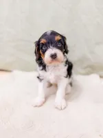 Birch, a male Cavapoo for sale in Lake Lillian, MN – 2 of 6