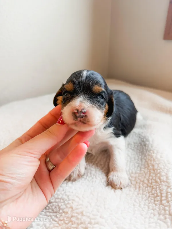 Birch – Cavapoo puppy for sale in Lake Lillian, MN