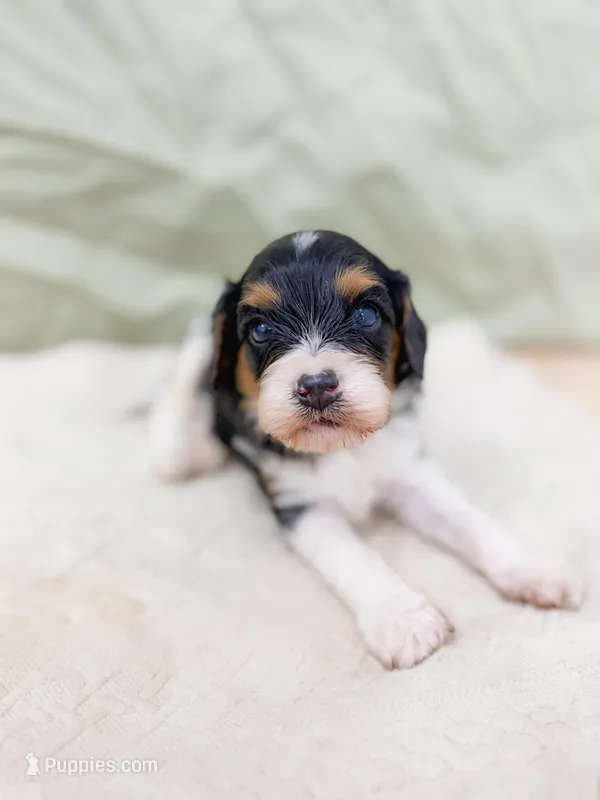 Birch – Cavapoo puppy for sale in Lake Lillian, MN