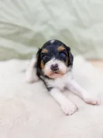 Birch, a male Cavapoo for sale in Lake Lillian, MN – 3 of 6