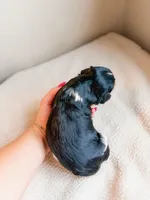 Birch, a male Cavapoo for sale in Lake Lillian, MN – Photo 2 of 3