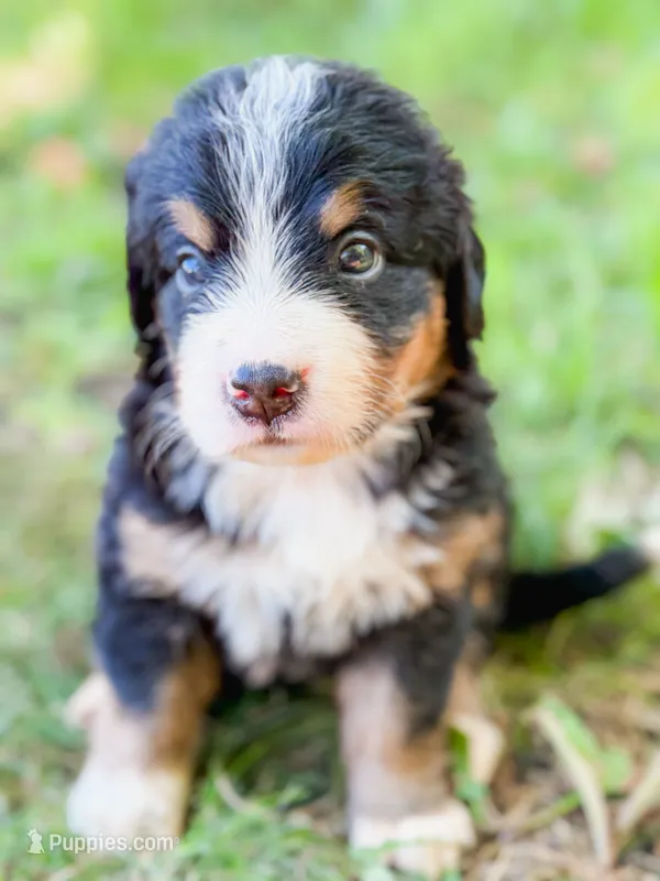 Sunny – Bernese Mountain Dog puppy for sale in Lake Lillian, MN