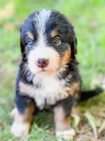 Sunny, a male Bernese Mountain Dog for sale in Lake Lillian, MN – 2 of 4