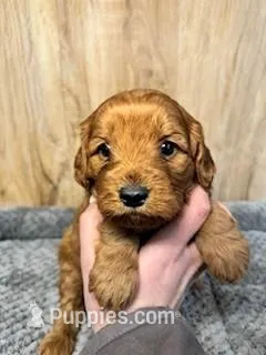 Rose – Cavapoo puppy for sale in Lake Lillian, MN