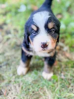Bluegill, a male Bernese Mountain Dog for sale in Lake Lillian, MN – 2 of 4