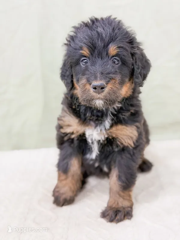 Philip  – Bernedoodle puppy for sale in Lake Lillian, MN