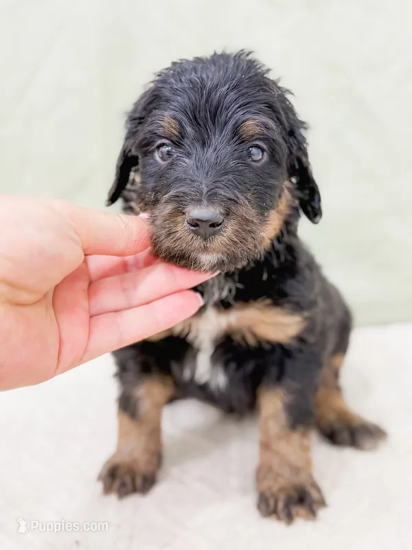 Aladdin  – Bernedoodle puppy for sale in Lake Lillian, MN