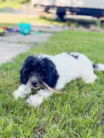 Betty , a female Poodle - Miniature  for sale in Lake Lillian, MN – 2 of 2