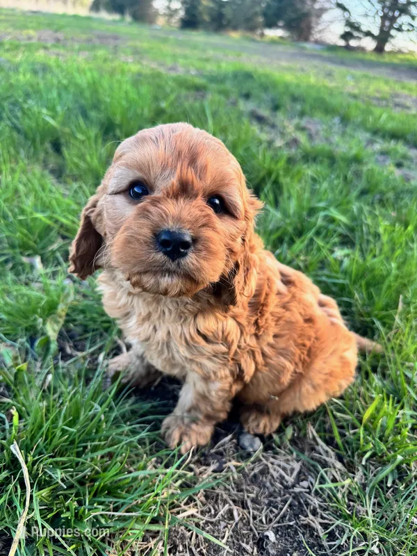 Cedar – Cavapoo puppy for sale in Lake Lillian, MN