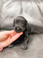 Frosty, a male Cavapoo for sale in Lake Lillian, MN – Photo 4 of 4