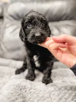 Frosty, a male Cavapoo for sale in Lake Lillian, MN – Photo 2 of 4