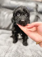 Frosty, a male Cavapoo for sale in Lake Lillian, MN – Photo 1 of 4