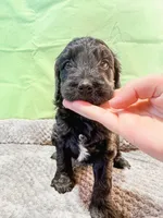 Frosty, a male Cavapoo for sale in Lake Lillian, MN – Photo 3 of 4