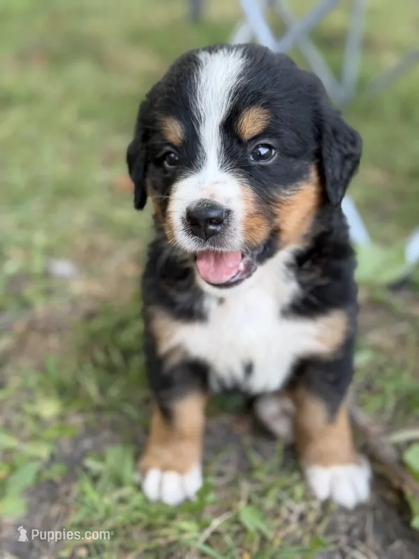 Crappie  – Bernese Mountain Dog puppy for sale in Lake Lillian, MN