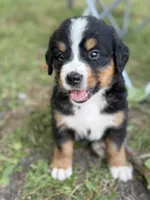 Crappie , a male Bernese Mountain Dog for sale in Lake Lillian, MN – 1 of 4