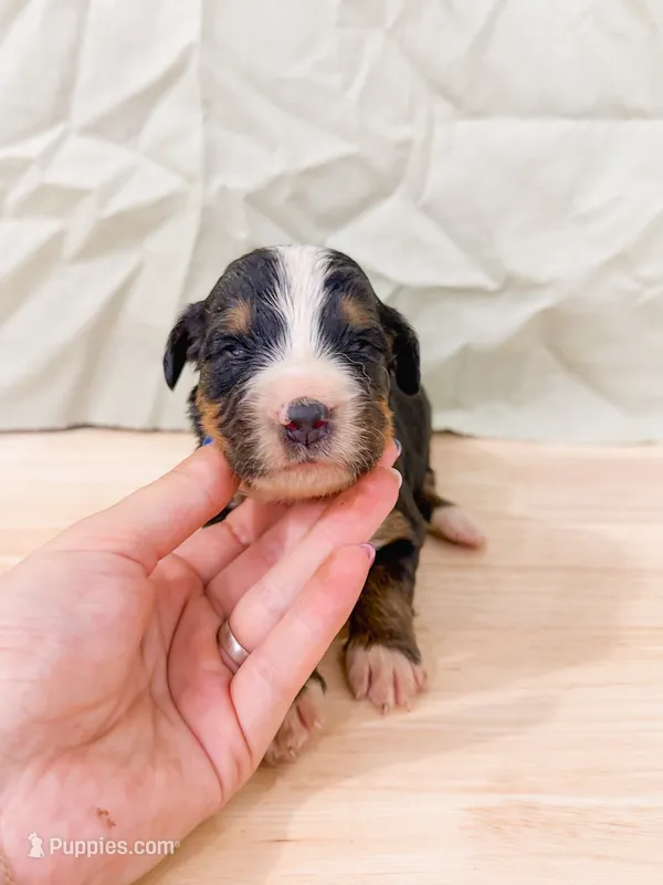Crappie  – Bernese Mountain Dog puppy for sale in Lake Lillian, MN