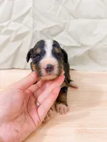 Crappie , a male Bernese Mountain Dog for sale in Lake Lillian, MN – 1 of 2