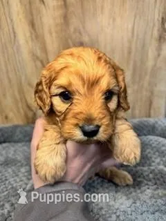 Tulip – Cavapoo puppy for sale in Lake Lillian, MN