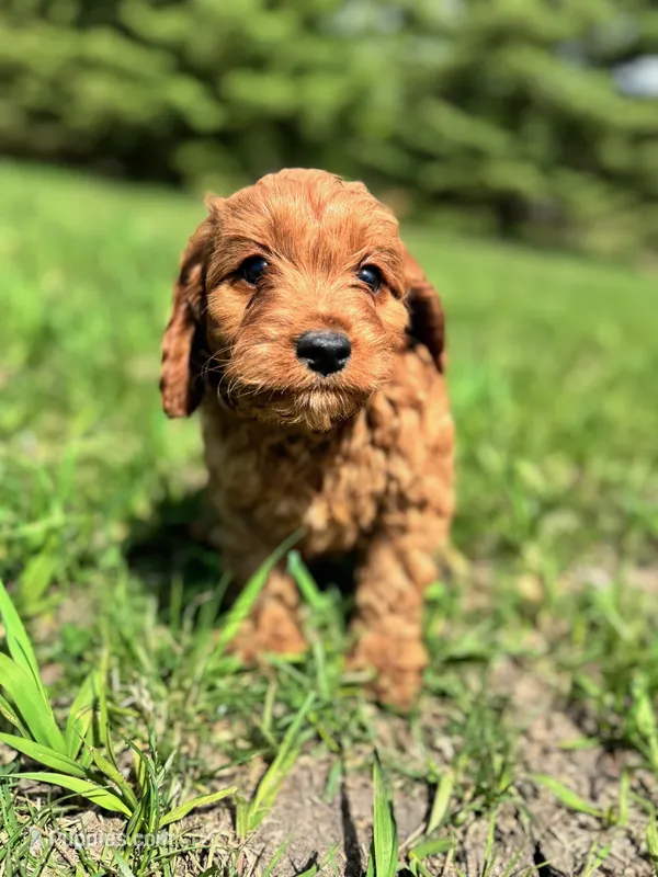 Rose – Cavapoo puppy for sale in Lake Lillian, MN